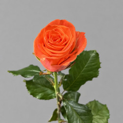 Оранжевая роза Топаз